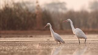 Two Western Cattle Egrets wading in shallow water